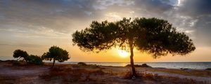 Preview wallpaper tree, coast, sunset, dark