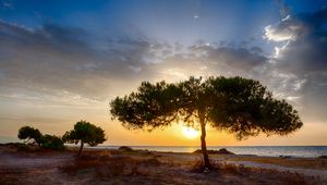 Preview wallpaper tree, coast, sunset, dark