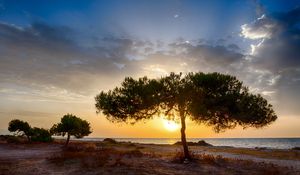 Preview wallpaper tree, coast, sunset, dark