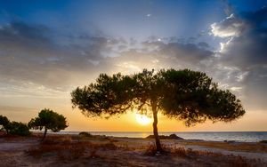 Preview wallpaper tree, coast, sunset, dark