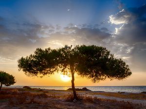 Preview wallpaper tree, coast, sunset, dark