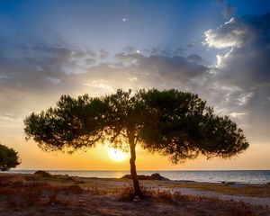 Preview wallpaper tree, coast, sunset, dark