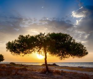 Preview wallpaper tree, coast, sunset, dark