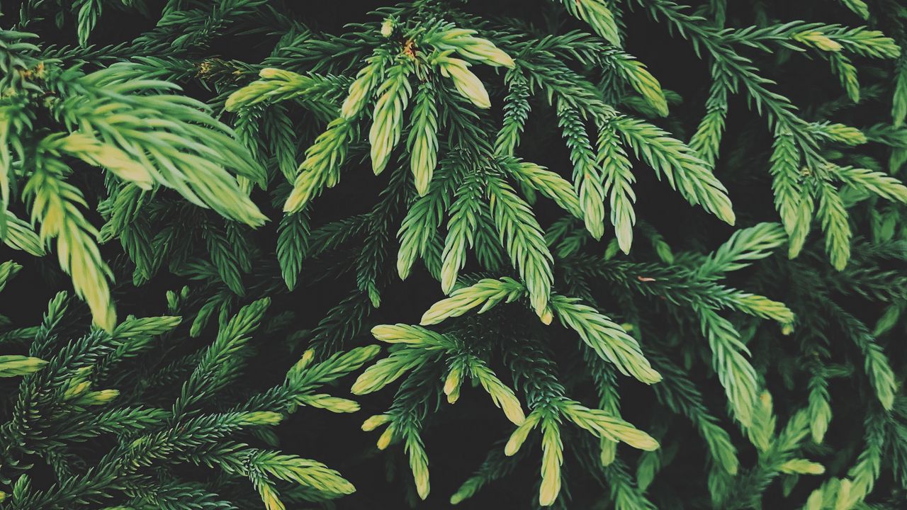 Wallpaper tree, conifer, green, plant, evergreen