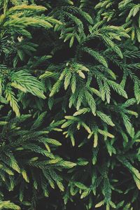 Preview wallpaper tree, conifer, green, plant, evergreen