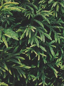 Preview wallpaper tree, conifer, green, plant, evergreen