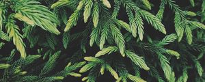 Preview wallpaper tree, conifer, green, plant, evergreen