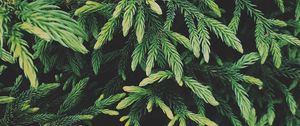 Preview wallpaper tree, conifer, green, plant, evergreen