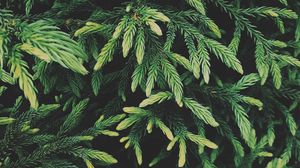 Preview wallpaper tree, conifer, green, plant, evergreen