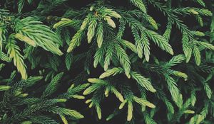 Preview wallpaper tree, conifer, green, plant, evergreen