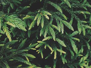 Preview wallpaper tree, conifer, green, plant, evergreen