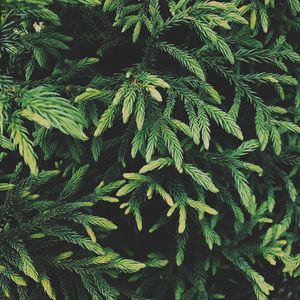 Preview wallpaper tree, conifer, green, plant, evergreen