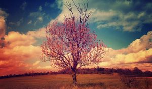 Preview wallpaper tree, crown, branches, landscape, clouds