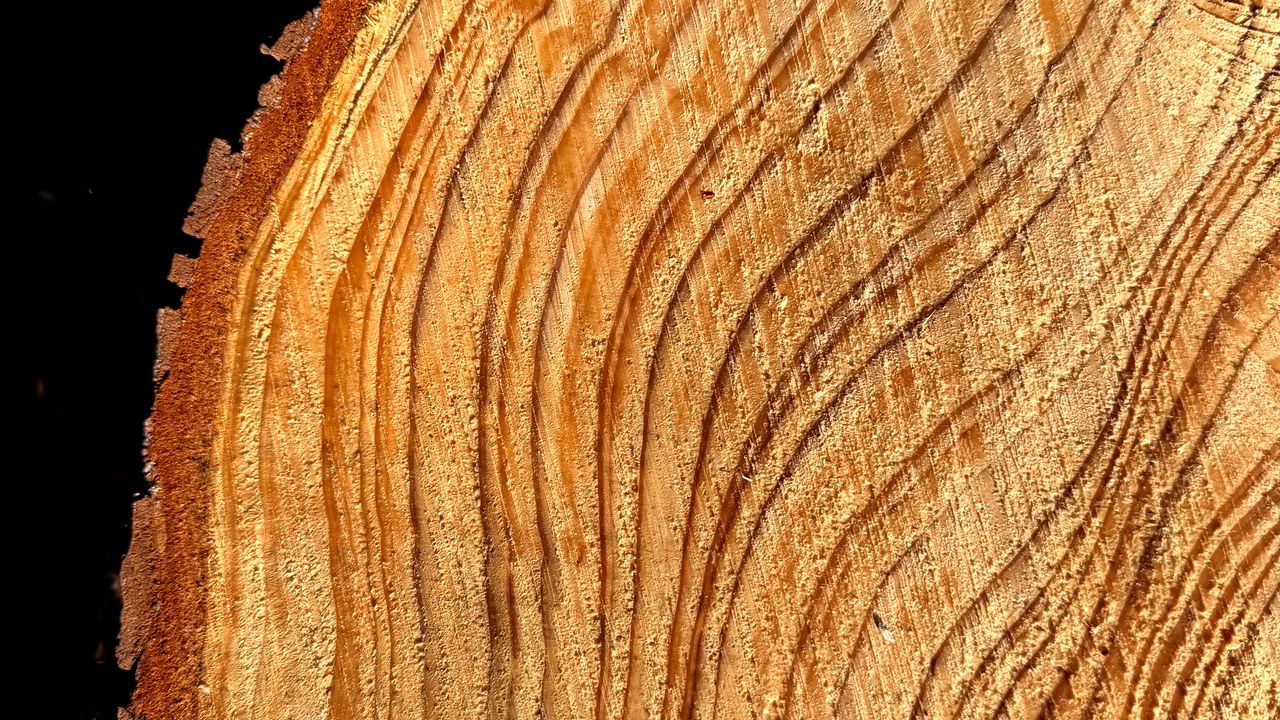 Wallpaper tree, cut, rings, texture, timber, surface