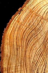 Preview wallpaper tree, cut, rings, texture, timber, surface