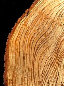 Preview wallpaper tree, cut, rings, texture, timber, surface