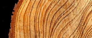 Preview wallpaper tree, cut, rings, texture, timber, surface