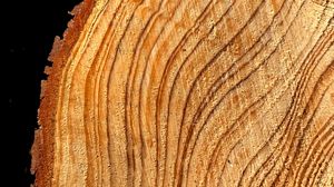 Preview wallpaper tree, cut, rings, texture, timber, surface