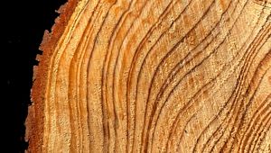 Preview wallpaper tree, cut, rings, texture, timber, surface