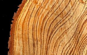 Preview wallpaper tree, cut, rings, texture, timber, surface
