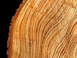 Preview wallpaper tree, cut, rings, texture, timber, surface