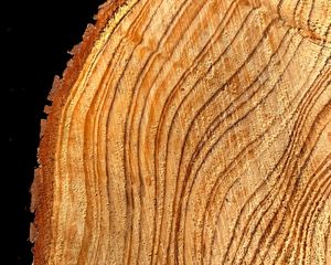 Preview wallpaper tree, cut, rings, texture, timber, surface