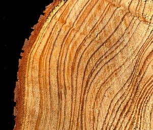 Preview wallpaper tree, cut, rings, texture, timber, surface
