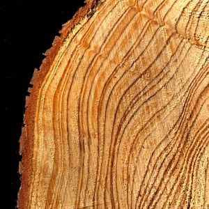 Preview wallpaper tree, cut, rings, texture, timber, surface