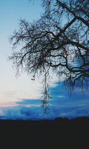 Preview wallpaper tree, dark, clouds, twilight, evening
