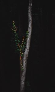 Preview wallpaper tree, dark, plant, forest