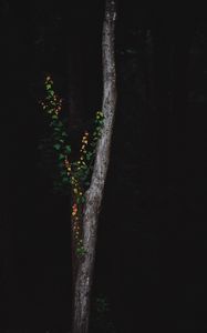 Preview wallpaper tree, dark, plant, forest