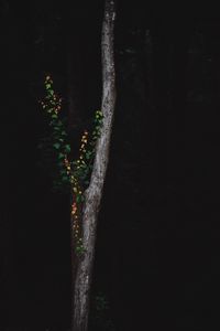 Preview wallpaper tree, dark, plant, forest