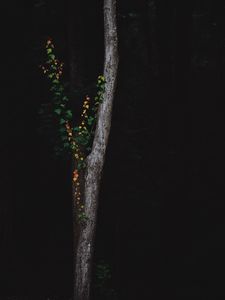 Preview wallpaper tree, dark, plant, forest