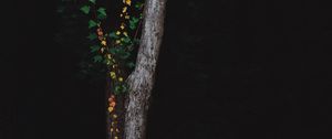 Preview wallpaper tree, dark, plant, forest