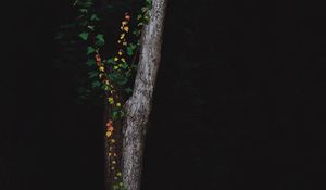 Preview wallpaper tree, dark, plant, forest