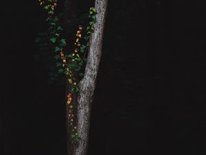 Preview wallpaper tree, dark, plant, forest