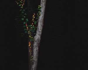 Preview wallpaper tree, dark, plant, forest