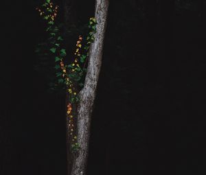 Preview wallpaper tree, dark, plant, forest