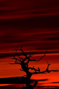 Preview wallpaper tree, dark, sky, dusk, red