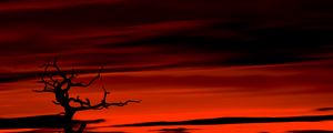 Preview wallpaper tree, dark, sky, dusk, red