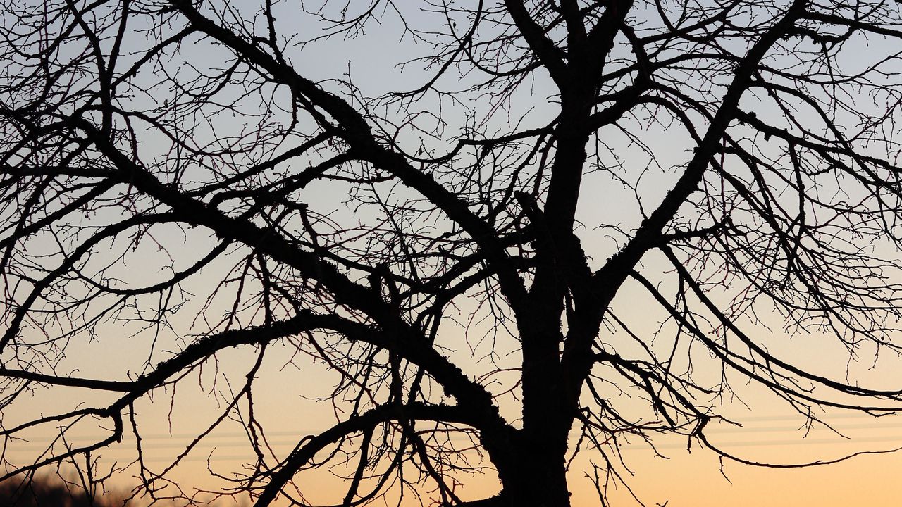 Wallpaper tree, dark, sky, branches