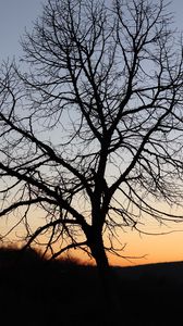 Preview wallpaper tree, dark, sky, branches