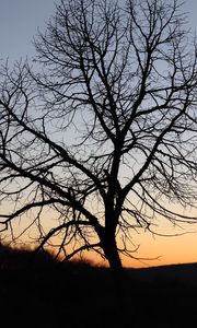 Preview wallpaper tree, dark, sky, branches