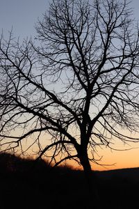 Preview wallpaper tree, dark, sky, branches