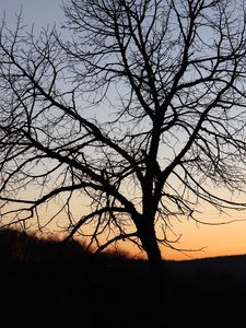Preview wallpaper tree, dark, sky, branches