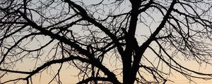 Preview wallpaper tree, dark, sky, branches