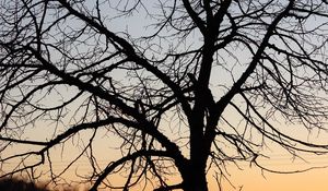 Preview wallpaper tree, dark, sky, branches