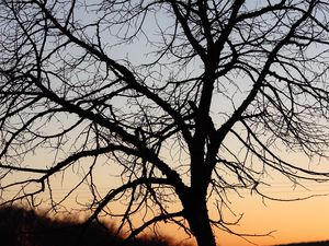 Preview wallpaper tree, dark, sky, branches