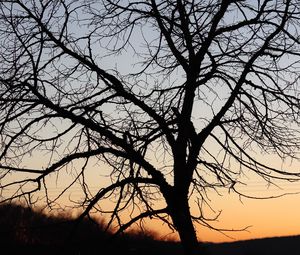 Preview wallpaper tree, dark, sky, branches
