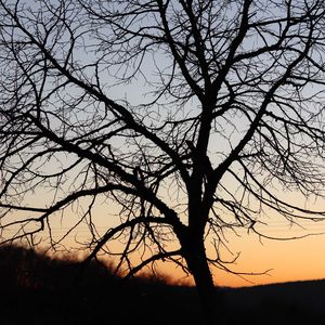 Preview wallpaper tree, dark, sky, branches